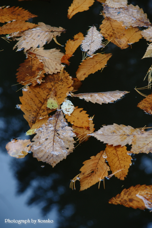 水と枯葉１　紅桜公園_c0106977_9421186.jpg