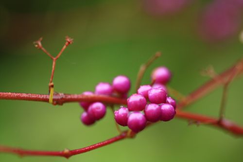 雨の中の_a0140014_14581763.jpg