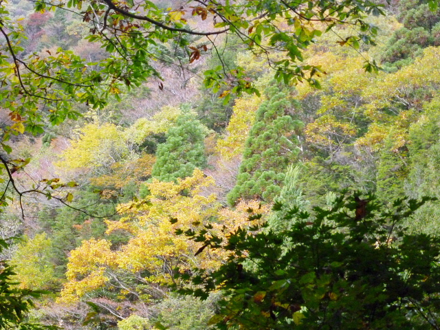 ぎふ百山　蕪山　（かぶらやま）　１，０６８．９Ｍに登る 　完_d0170615_8593722.jpg