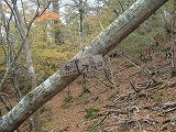 b0236019_1182921.jpg