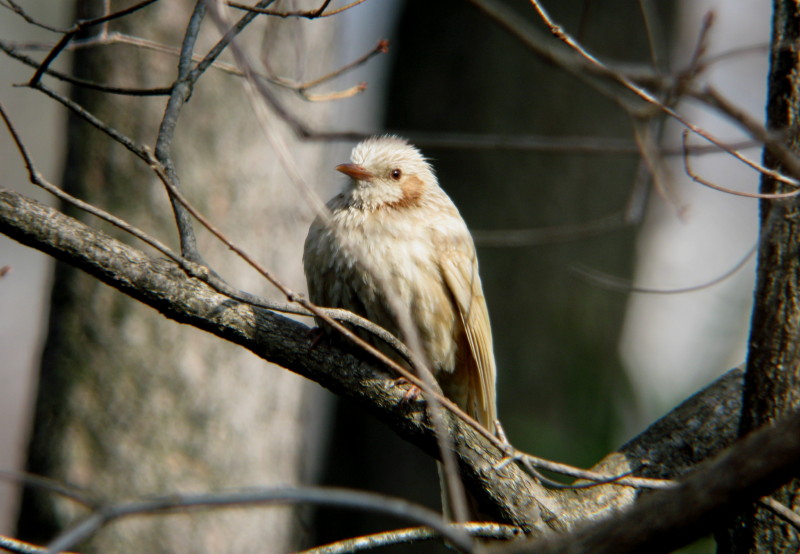 Ｗｈｉｔｅ　Ｃｒｏｗ（白いカラス）_b0179023_010429.jpg