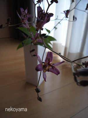 c0162823_163763.jpg