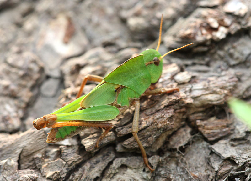 クルマバッタ（幼虫） Gastrimargus marmoratus_f0161823_70175.jpg