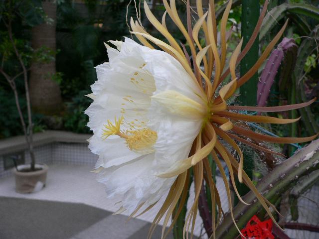 夜の女王（ヨルノジョウオウ） : 花の仲間調べ 【現品】サボテン・夜の