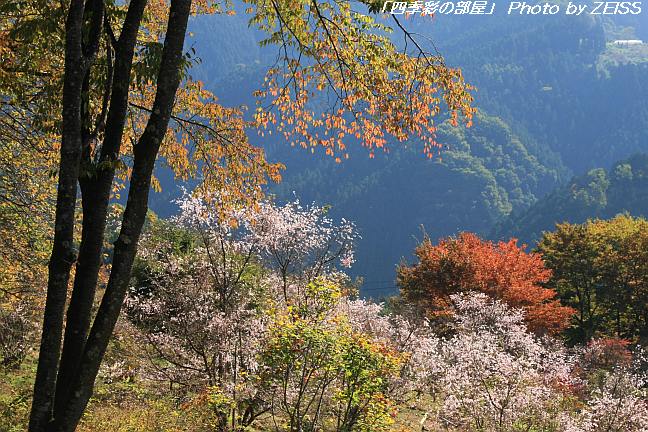 彩の国・城峯公園の冬桜_a0195032_2063758.jpg