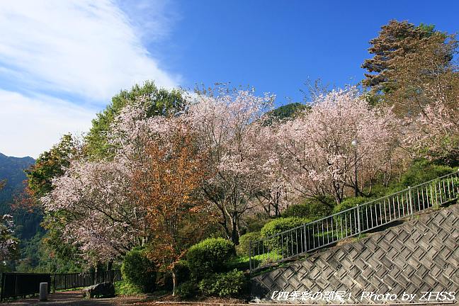 彩の国・城峯公園の冬桜_a0195032_208415.jpg