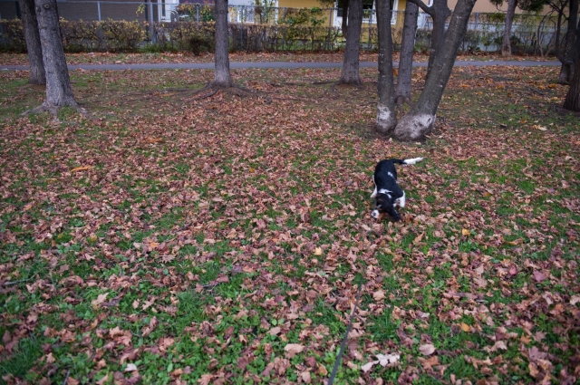 4頭飼いなんて羨ましいです。_c0051132_2010549.jpg
