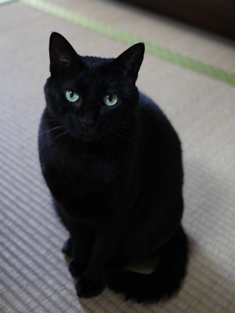 猫のお友だち りんちゃんペコちゃん編。_a0143140_23212622.jpg