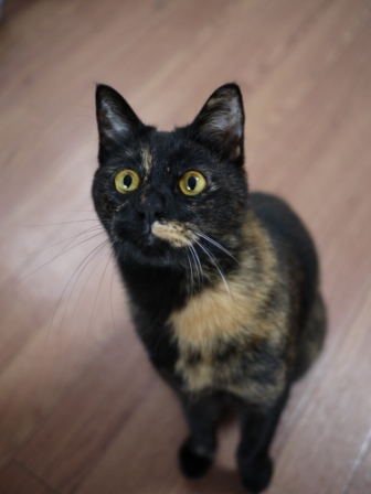 猫のお友だち りんちゃんペコちゃん編。_a0143140_2321494.jpg