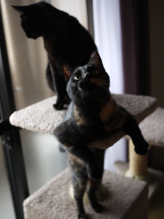 猫のお友だち りんちゃんペコちゃん編。_a0143140_2324993.jpg