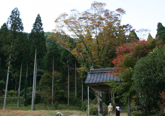 見事！！菩提寺の大銀杏！_d0239140_14212068.jpg