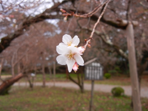 2011年11月６日（日）　彦根城まつり１_a0216142_2340879.jpg