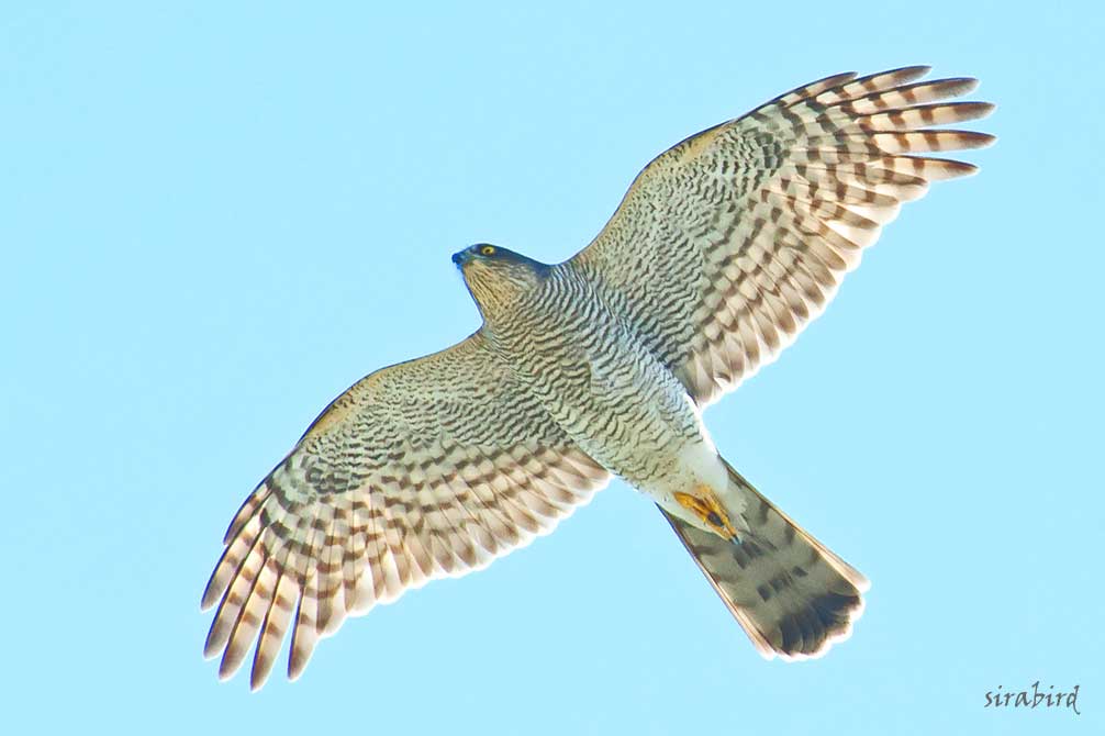 羊毛フェルト 野鳥 ハイタカ 雌 物凄