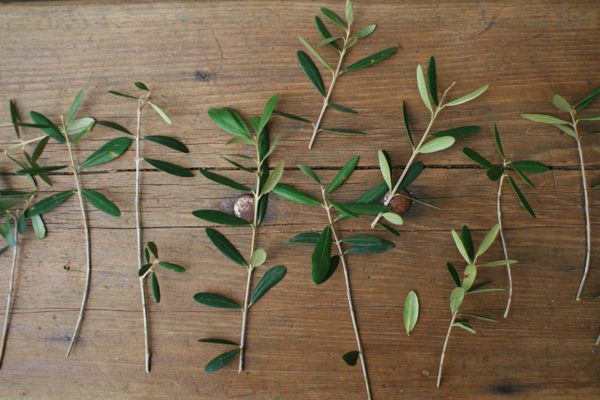 pressed-leaf_b0226846_14431210.jpg