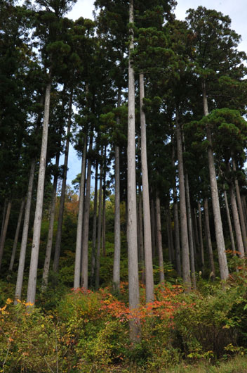 c0093046_6462964.jpg