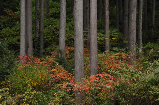 c0093046_646412.jpg