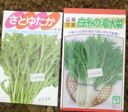 水菜、春菊の種蒔き。遅いけど雨近い。孫に柿を持つてく。長女嫌いだけど次女3女は好きみたい。_e0082956_6395936.jpg