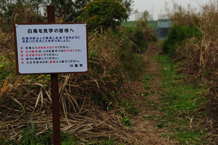 川島町 ハクチョウ飛来地 1_f0222161_2054895.jpg