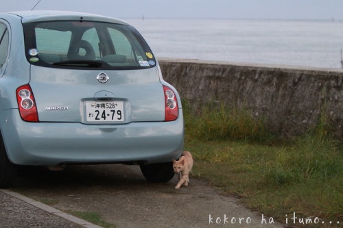 石垣のレンタカーと夕食_b0153363_19225699.jpg