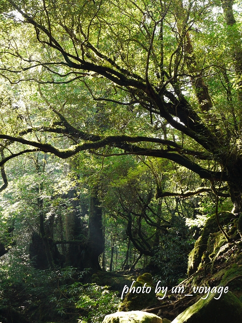 神秘的な苔むす森と登山。_b0214764_19135015.jpg