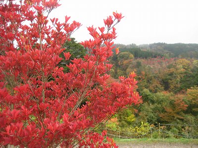 九重”夢”大吊り橋の紅葉_a0093965_16535466.jpg