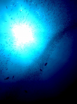 e0096370_1753719.jpg