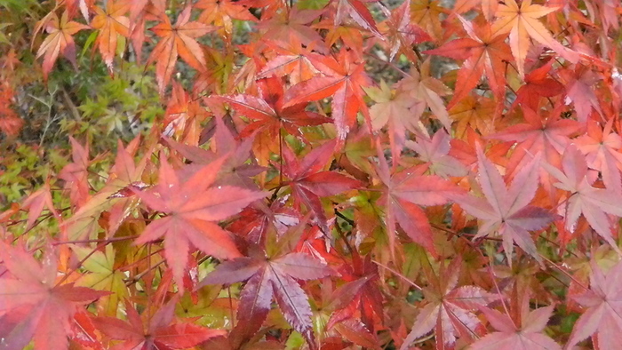 山形県天童市の格知学舎にて。_d0159273_14154127.jpg