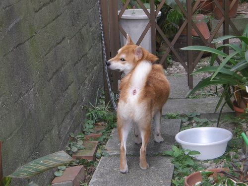 迷子犬(2)_e0232277_10301967.jpg