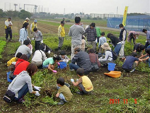 第６回菜の花農業体験教室　2011.11.5（土）_c0145581_22453313.jpg