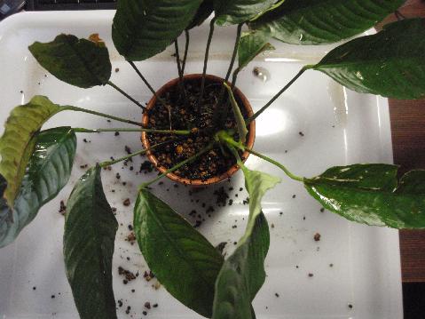 Anubias bar. var. glabra \"Cameroon\"_a0194582_15451747.jpg