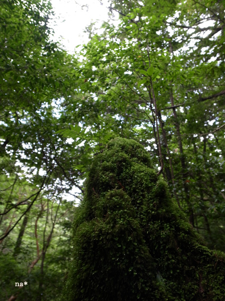 はじめての屋久島。その５_b0168984_22161749.jpg