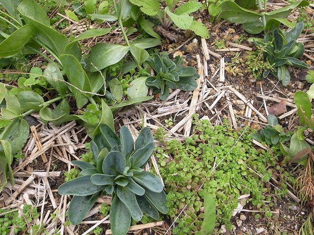 トルコキキョウって多年草 四季のせせらぎ トルコキキョウって多年草 四季のせせらぎ