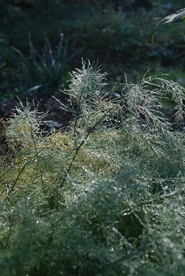 a0133886_1732483.jpg