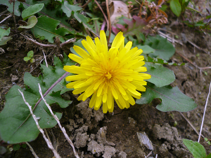 d0016587_22046.jpg