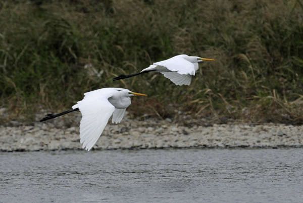 白鳥の湖　＜大鷺＞_e0248688_17291860.gif