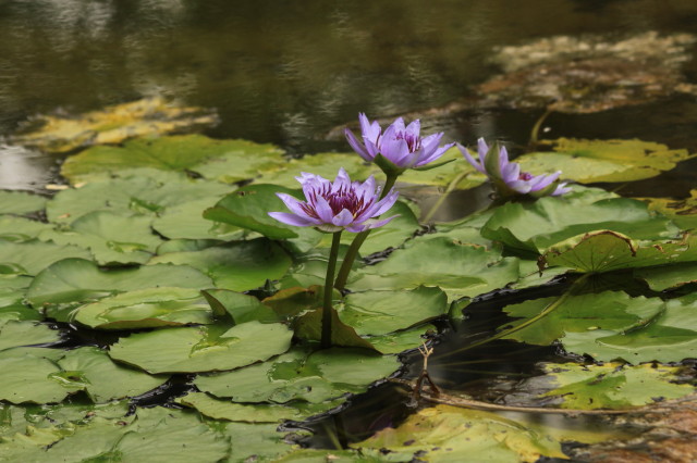 小石川植物園_b0195589_0125230.jpg