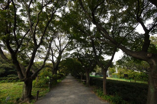 小石川植物園_b0195589_0295240.jpg