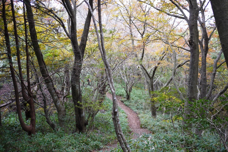 筑波山③ 自然研究路_a0127090_12443657.jpg