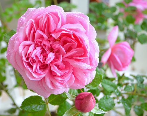 庭の秋のバラ ポプリ作りの準備を始めました バラとハーブのある暮らし Salon De Roses