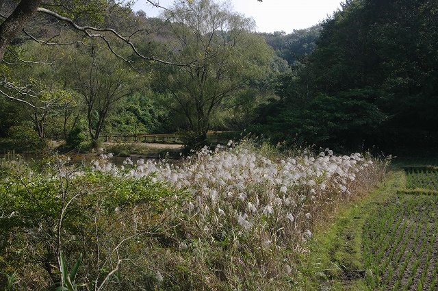 ■　ススキのある風景　　　11.11.6_e0070891_21262494.jpg