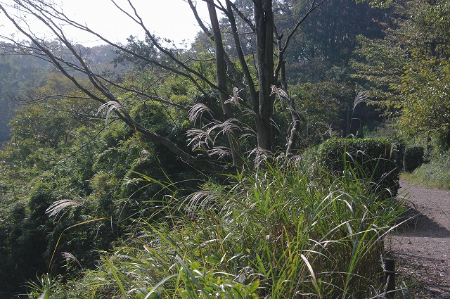e0070891_21264364.jpg
