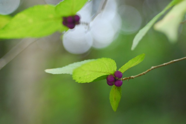 ヤブムラサキなど  ―海上の森・植物調査学習会（4）―　\'11.11.3_d0168292_13165177.jpg