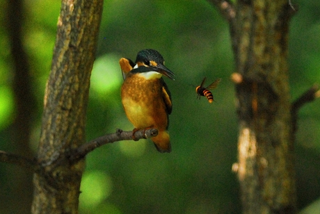 カワセミはスズメバチを食べる？_a0223993_17353835.jpg