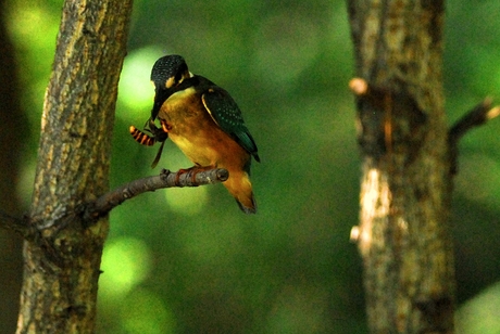 カワセミはスズメバチを食べる？_a0223993_17381988.jpg