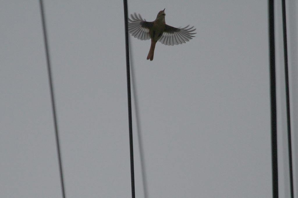 電線に止まって・・・/我が家の窓から/ホウロクシギ_b0024798_95128.jpg