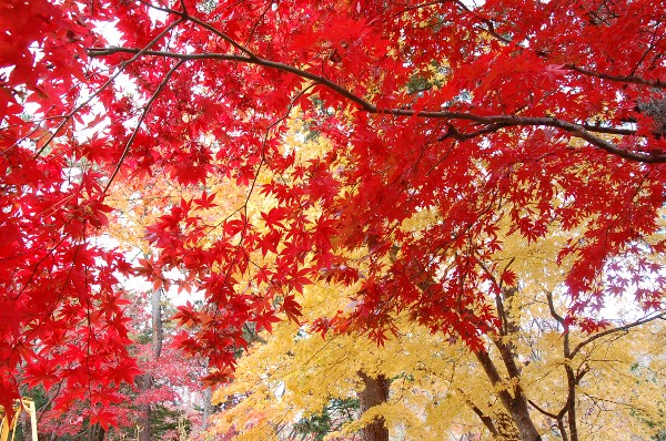 今日も、中野植物園_c0125899_18545460.jpg