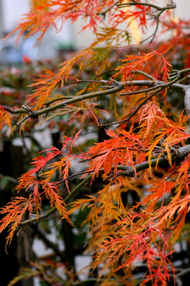 庭の秋色　　2011・11・7（月）_f0041606_1627394.jpg