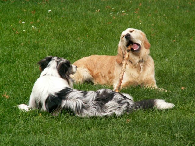 World\'s Dog Trainer_f0227709_23582169.jpg