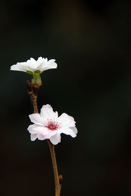b0010915_0581540.jpg