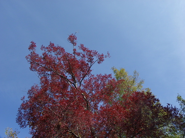 芝生広場で・アイランドの紅葉_a0037019_62033100.jpg